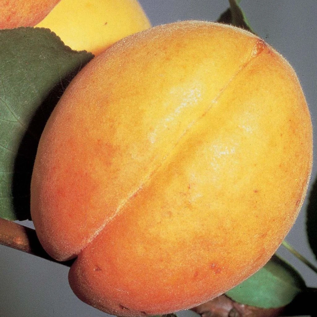 Abricotier Doucoeur - Georges Delbard 1 Abricotier Doucoeur - Georges Delbard