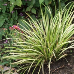 Acorus Gramineus Variegata - Jonc Japonais Panaché