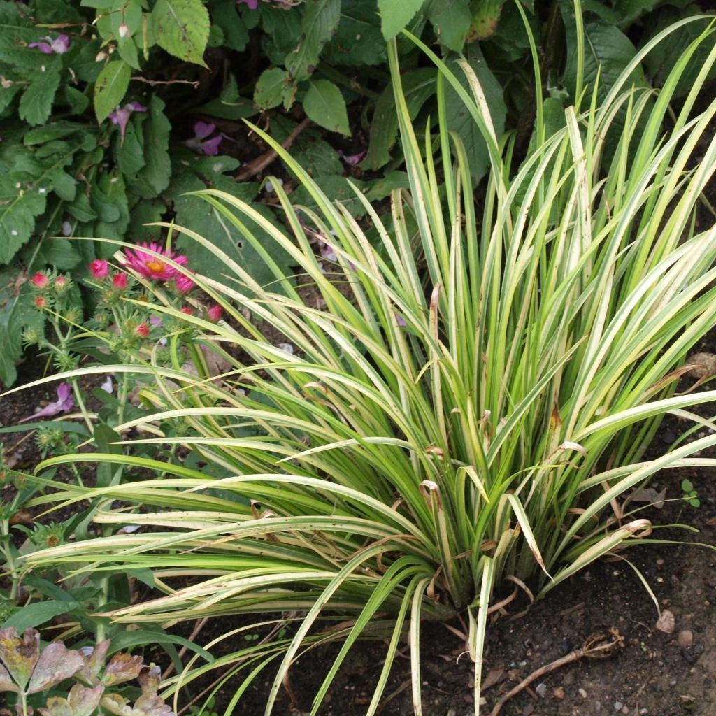 Acorus Gramineus Variegata - Jonc Japonais Panaché 1 Acorus Gramineus Variegata - Jonc Japonais Panaché