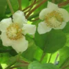 Kiwi Tomuri (mâle) - Actinidia Deliciosa