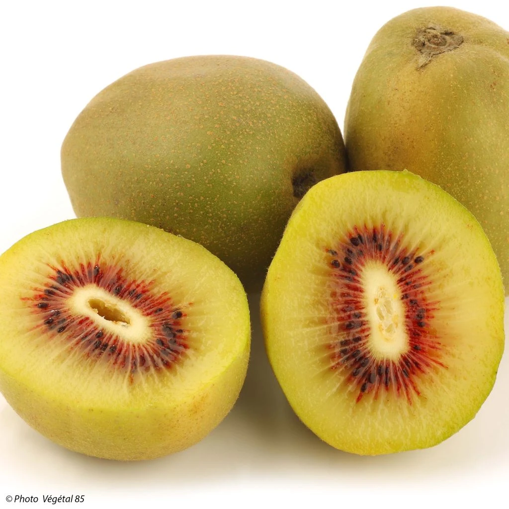 Kiwi - Actinidia Deliciosa Kiwi Wonder 1 Kiwi - Actinidia Deliciosa Kiwi Wonder