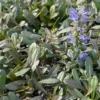 Ajuga Noble Nightingale - Bugle Rampante