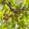 Amandier Commun - Prunus Dulcis