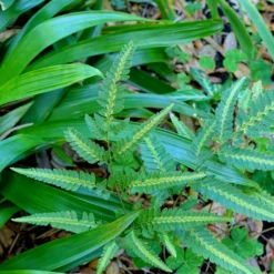 Arachniodes Simplicior - Fougère Persistante