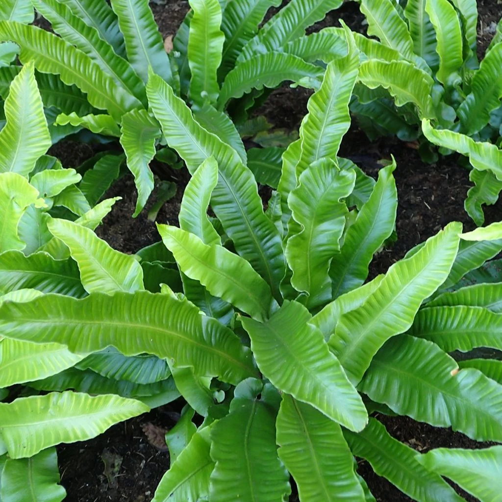 Asplenium Scolopendrium Angustifolia - Fougère Scolopendre 1 Asplenium Scolopendrium Angustifolia - Fougère Scolopendre