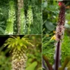 Collection 5 Eucomis