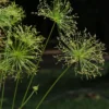 Cyperus Prolifer - Papyrus Nain