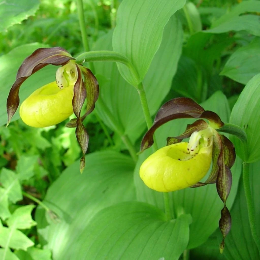 Cypripedium Calceolus - Sabot De Venus 1 Cypripedium Calceolus - Sabot De Venus