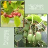 Duo Kiwi De Sibérie 'Ken's Red' (femelle) + 'Issai' (pollinisateur)