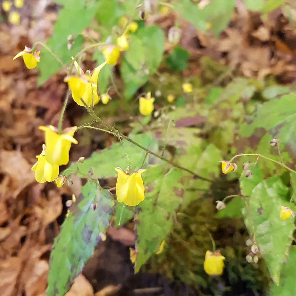 Epimedium Hybride Sunny And Share - Fleur Des Elfes 1 Epimedium Hybride Sunny And Share - Fleur Des Elfes