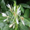 Hedychium Forrestii
