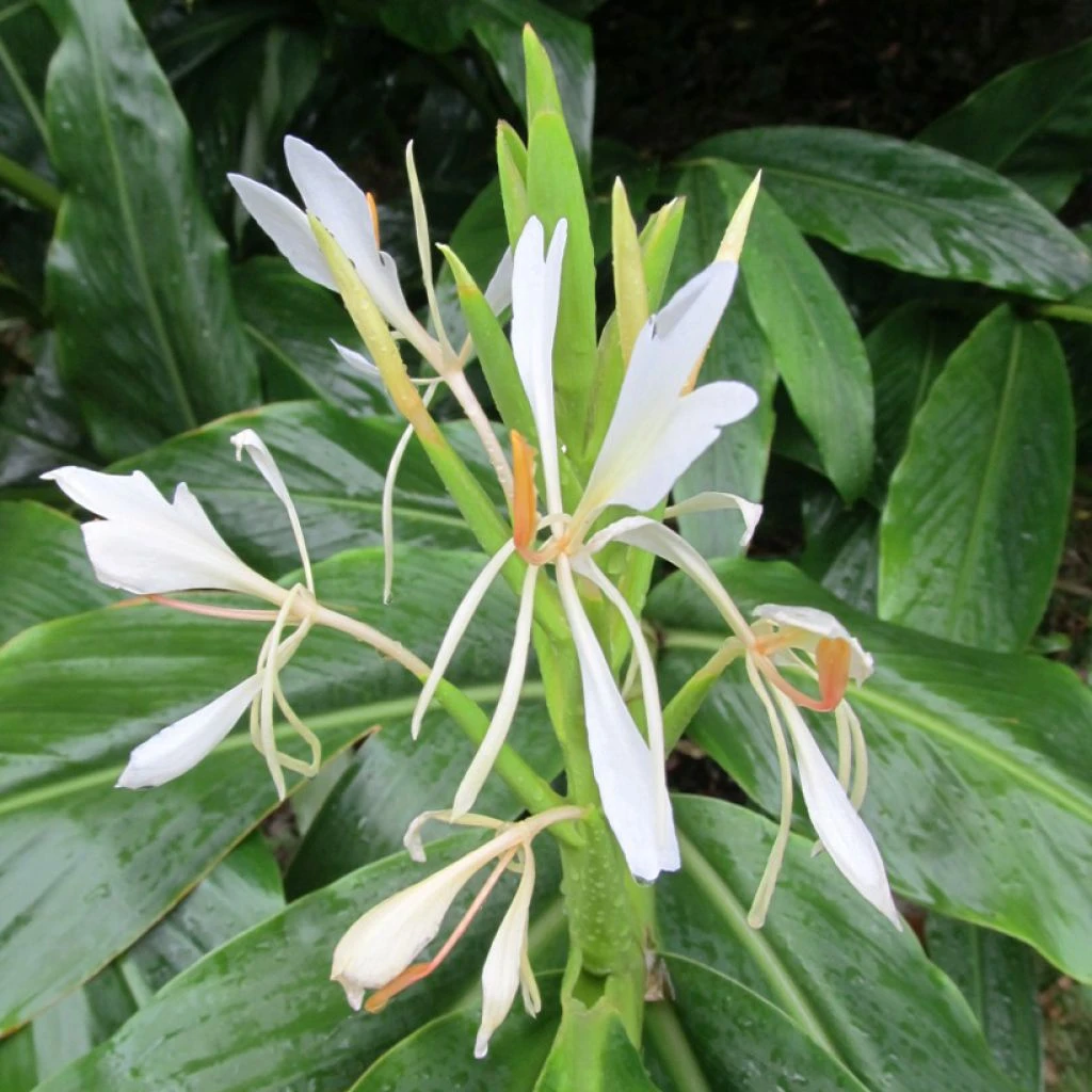 Hedychium Forrestii 1 Hedychium Forrestii