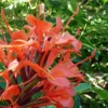 Hedychium Rubrum (deceptum) - Gingembre D'ornement
