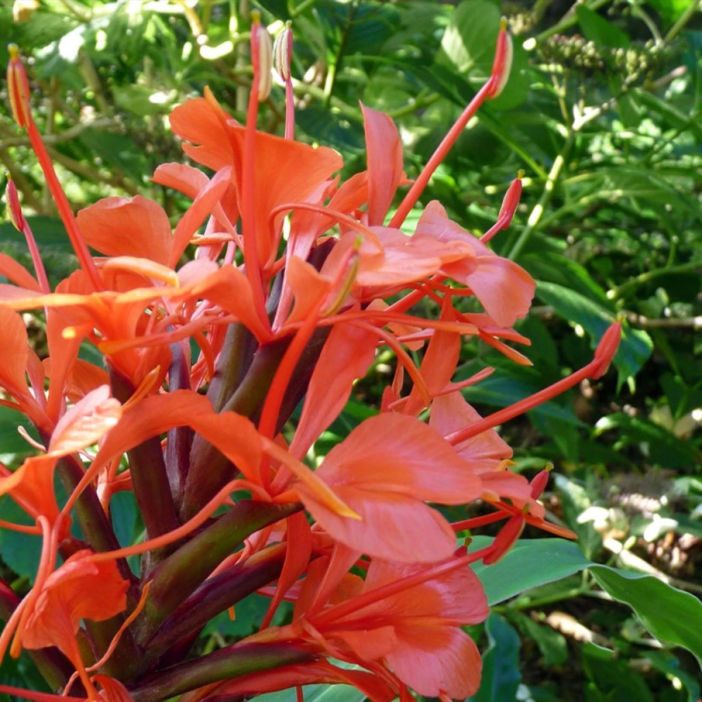 Hedychium Rubrum (deceptum) - Gingembre D'ornement 1 Hedychium Rubrum (deceptum) - Gingembre D'ornement