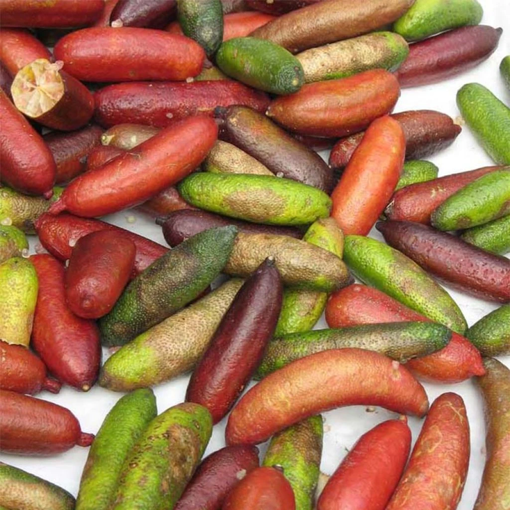 Citron Caviar - Microcitrus Australasica 1 Citron Caviar - Microcitrus Australasica