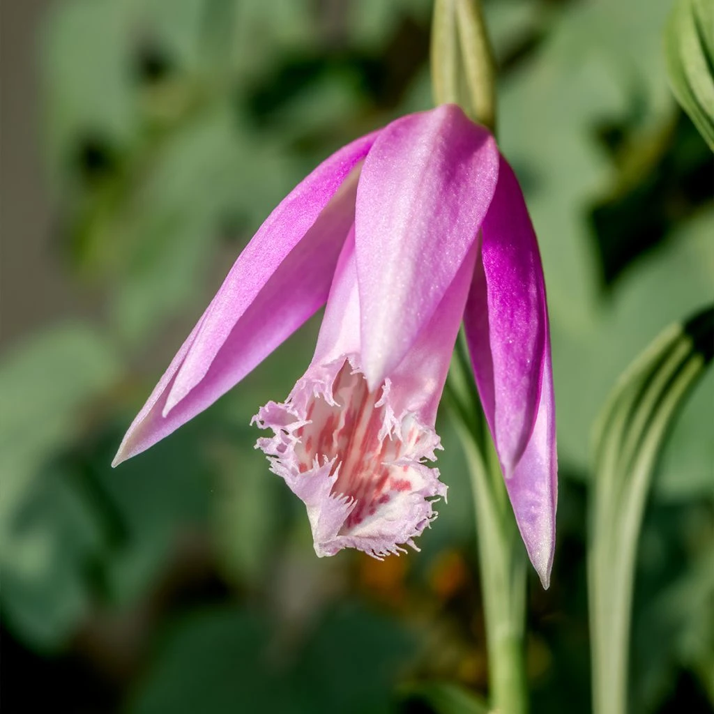 Pleione Formosana - Orchidée De Formose Terrestre 1 Pleione Formosana - Orchidée De Formose Terrestre