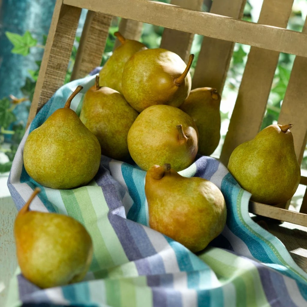 Poirier Super Comice Delbard - Georges Delbard 1 Poirier Super Comice Delbard - Georges Delbard