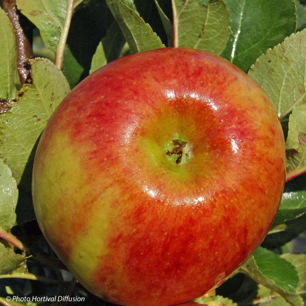 Pommier Colonnaire Rhapsodie 1 Pommier Colonnaire Rhapsodie