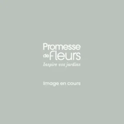 Rosier à Fleurs Groupées Garance - Pot De 4L/5L