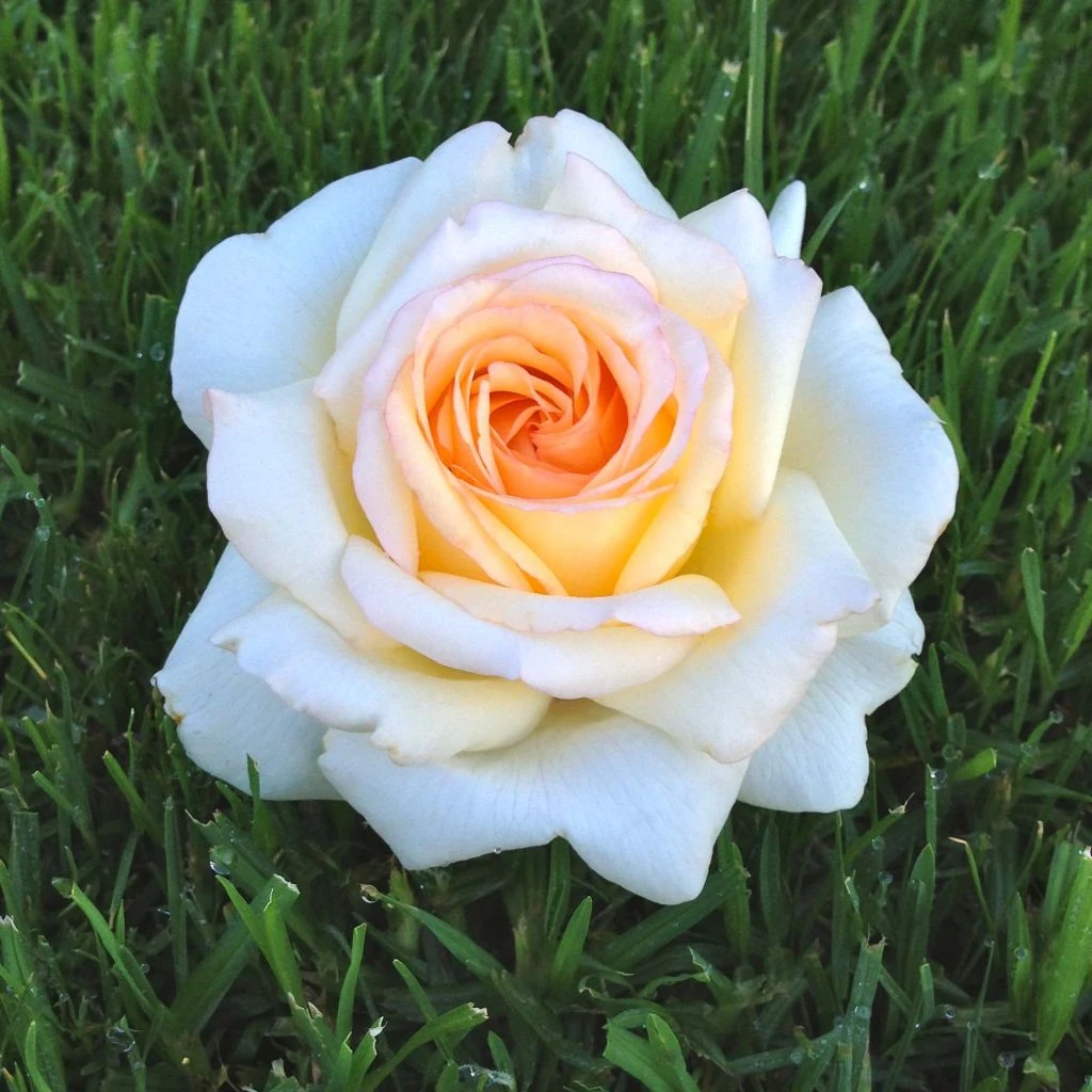 Rosier à Grandes Fleurs Anastasia 1 Rosier à Grandes Fleurs Anastasia