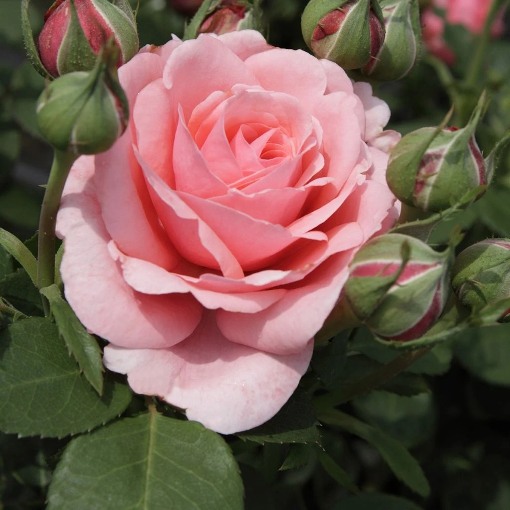 Rosier à Grandes Fleurs Elaine Paige 1 Rosier à Grandes Fleurs Elaine Paige