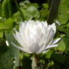 Sanguinaria Canadensis Flore Pleno - Sanguinaire