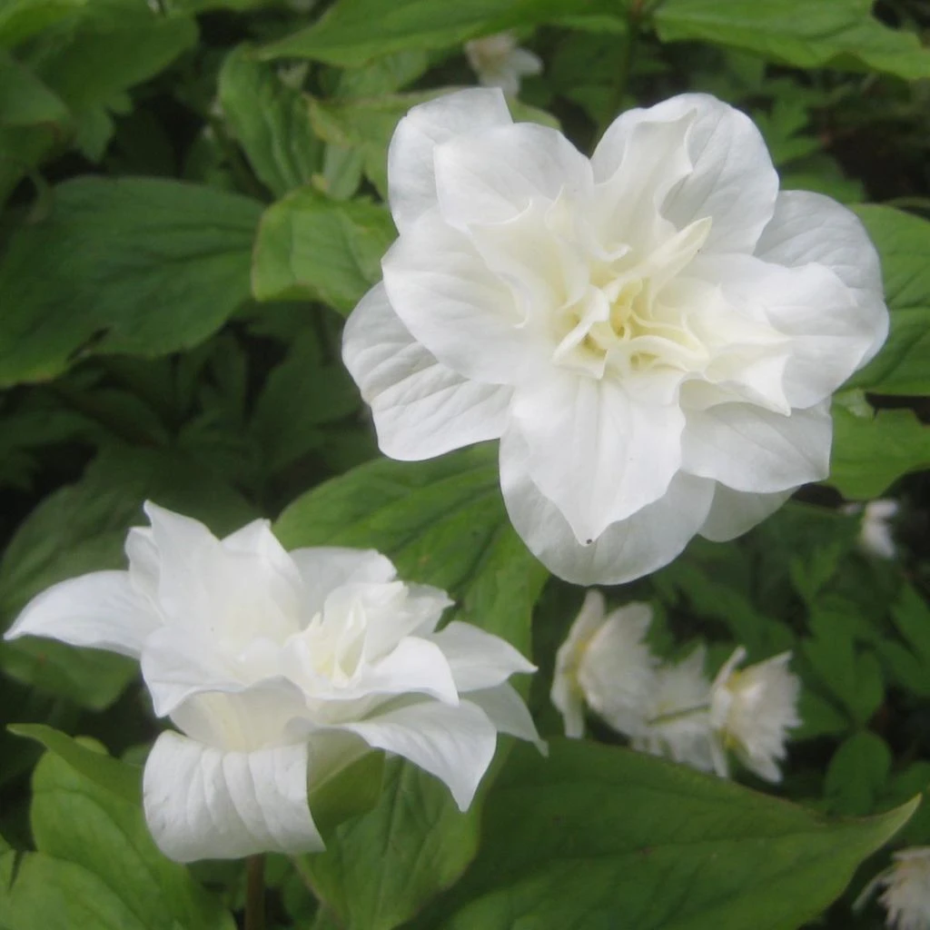 Trillium Grandiflorum Flore Pleno - Trille Blanc à Fleurs Doubles 1 Trillium Grandiflorum Flore Pleno - Trille Blanc à Fleurs Doubles