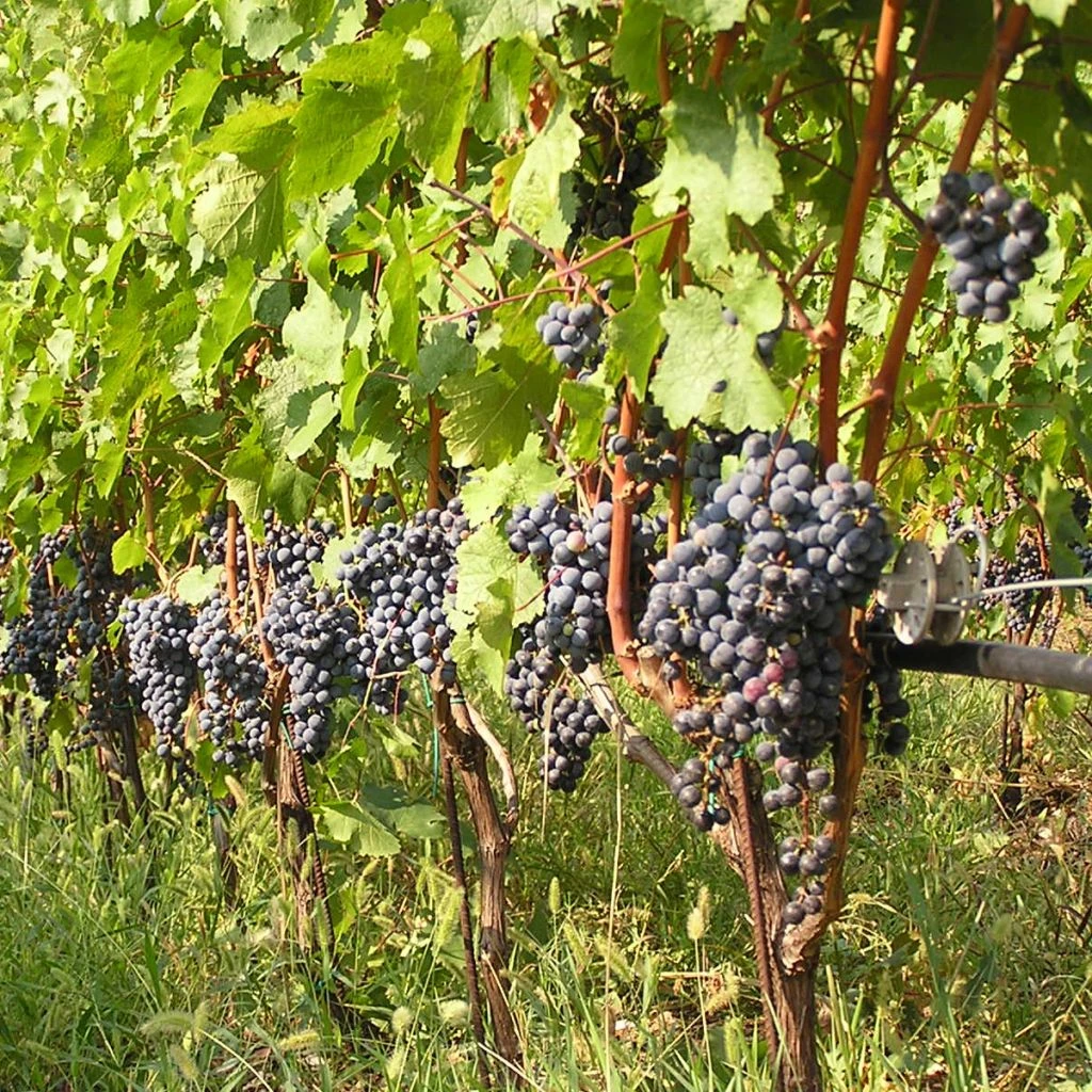 Vigne Cabernet Franc 1 Vigne Cabernet Franc