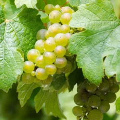Vigne Riesling - Vitis Vinifera