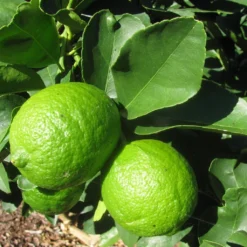 Grand Citron Vert - Citrus Latifolia