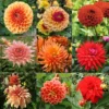 Collection Brassée De Dahlias Flamboyants - 9 Variétés