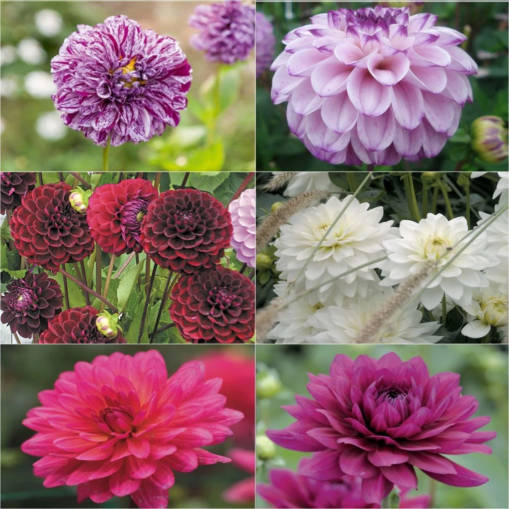 Collection Brassée De Dahlias Intenses - 6 Variétés 1 Collection Brassée De Dahlias Intenses - 6 Variétés