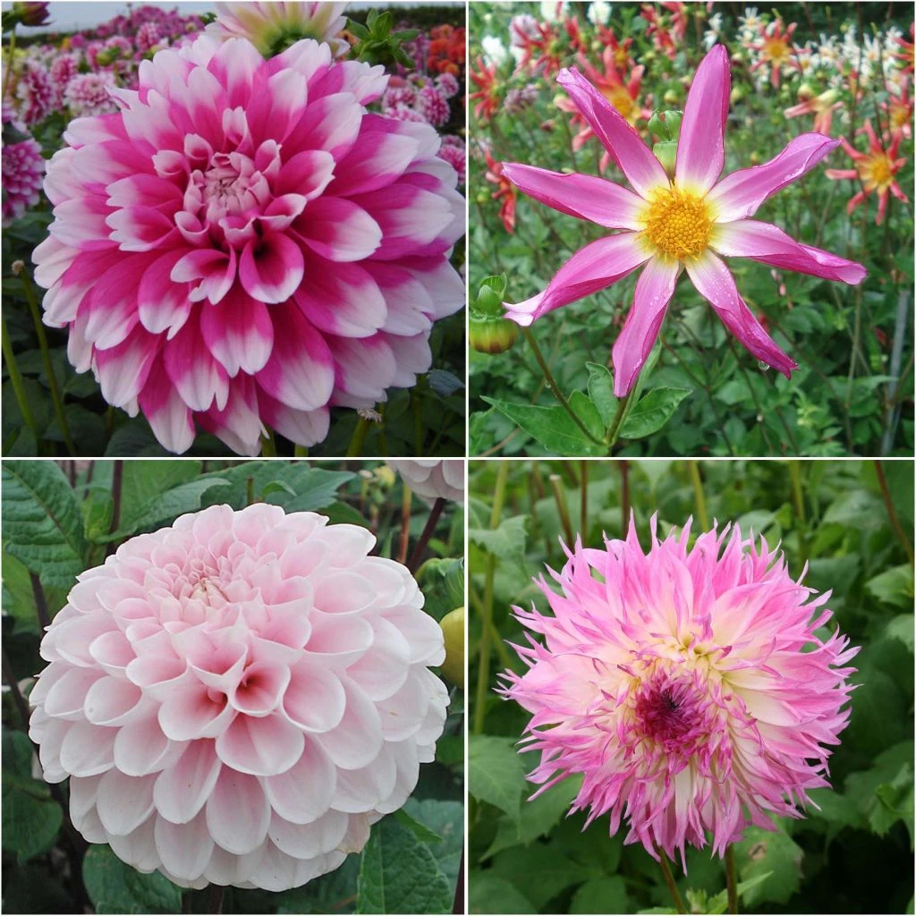 Collection Dahlias Bohême 1 Collection Dahlias Bohême