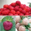 Collection De 3 Fraisiers Framberry, Cherry Berry, Pineberry