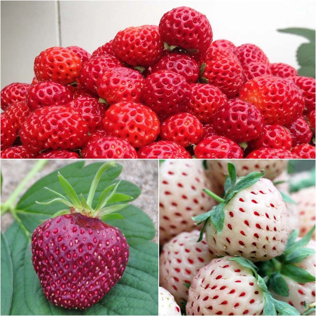 Collection De 3 Fraisiers Framberry, Cherry Berry, Pineberry 1 Collection De 3 Fraisiers Framberry, Cherry Berry, Pineberry