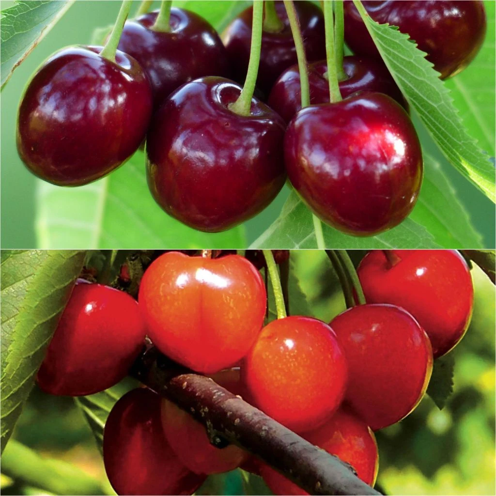 Duo Pollinisateur De Cerisiers Pour Une Récolte Abondante 1 Duo Pollinisateur De Cerisiers Pour Une Récolte Abondante