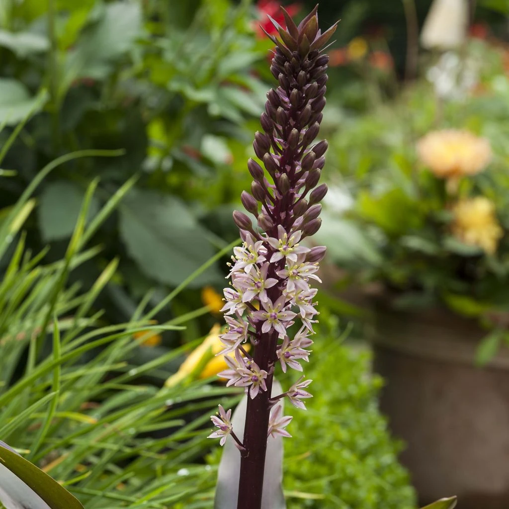 Eucomis Comosa Sparkling Rosy® - Eucomide Rose 1 Eucomis Comosa Sparkling Rosy® - Eucomide Rose