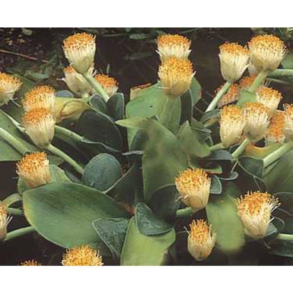 Scadoxus Ou Haemanthus Albiflos 1 Scadoxus Ou Haemanthus Albiflos