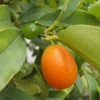Kumquat Fukushu Ou Jiangsu - Fortunella Obovata