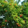 Grenadier à Fruits - Punica Granatum Fina Tendral