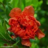 Grenadier à Fleurs - Punica Granatum Plena