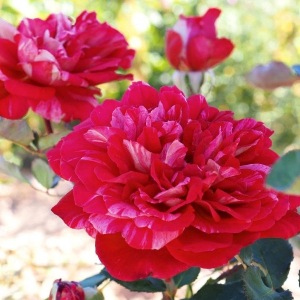 Rosier à Grandes Fleurs Berthe Morisot 1 Rosier à Grandes Fleurs Berthe Morisot