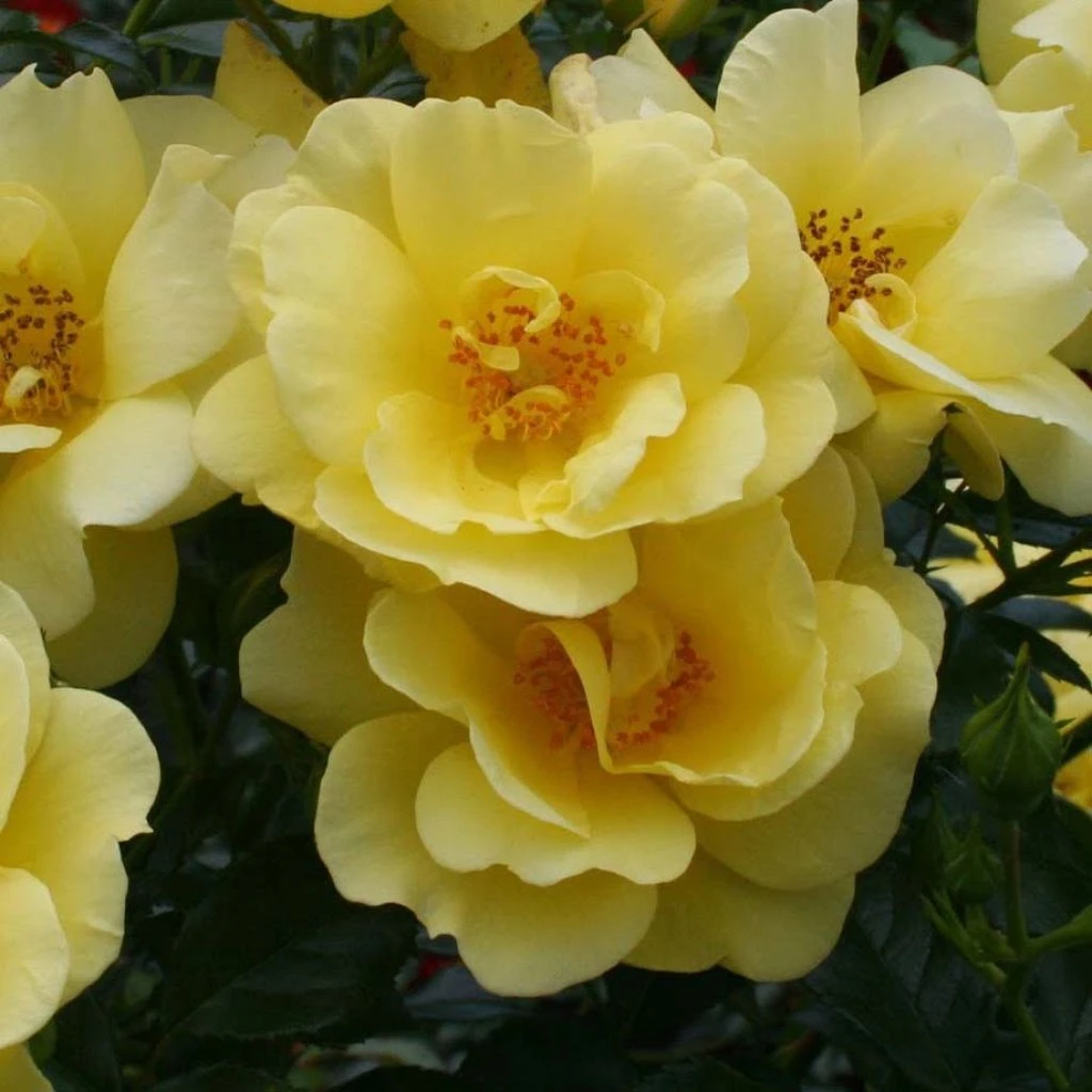 Rosier Décorosiers Suneva 1 Rosier Décorosiers Suneva