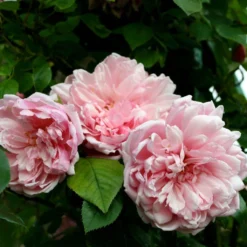 Rosier Grimpant Albertine