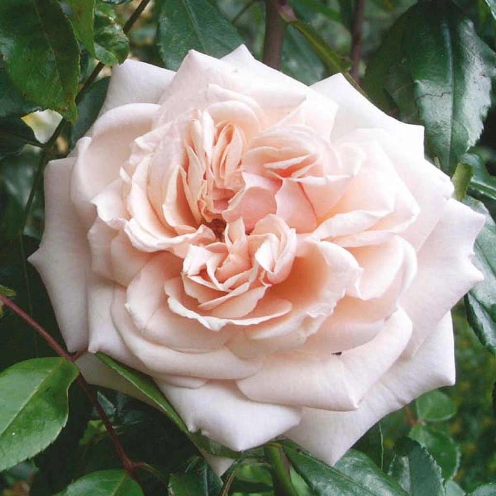 Rosier Grimpant Penny Lane 1 Rosier Grimpant Penny Lane