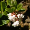 Airelle, Vaccinium Vitis Idaea