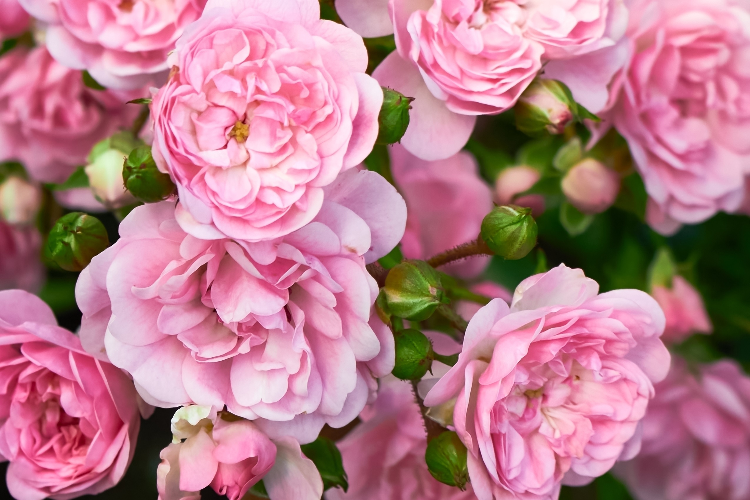 Verdure Vie Soldes Boutique -Verdure Vie Soldes Boutique Untitled