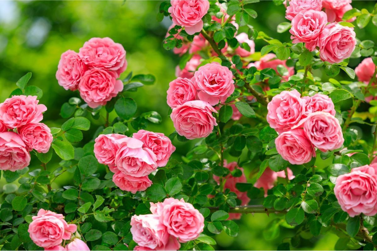 Verdure Vie Soldes Boutique -Verdure Vie Soldes Boutique b79a6f3343003b8cc8d7295d5e8241f1b334e3fd 1200x800 1