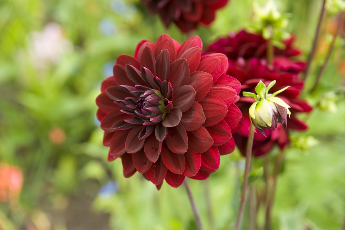 Verdure Vie Soldes Boutique -Verdure Vie Soldes Boutique slide 2